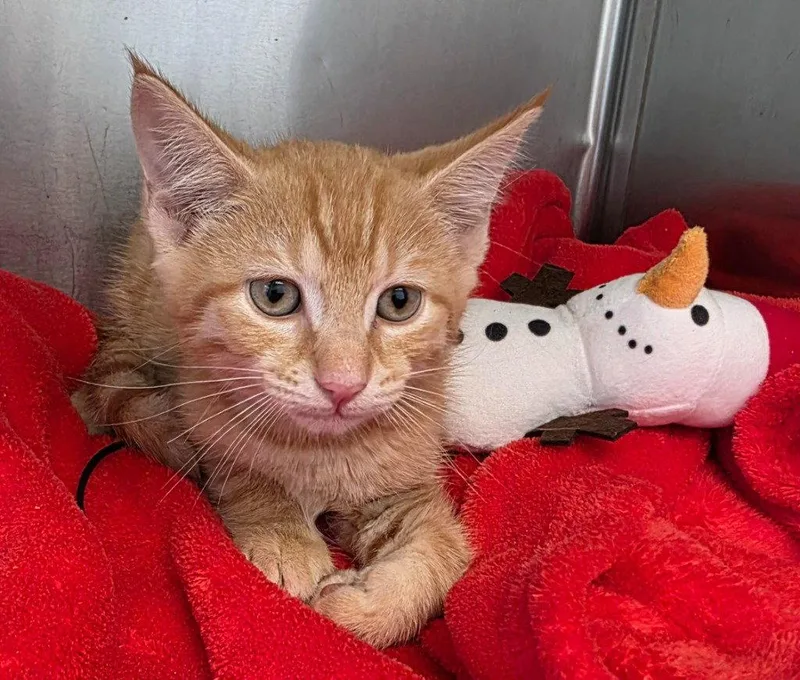 A baby small-sized male Orange / Red Domestic Short Hair cat named CA Taffy for adoption in Glen Allen, VA