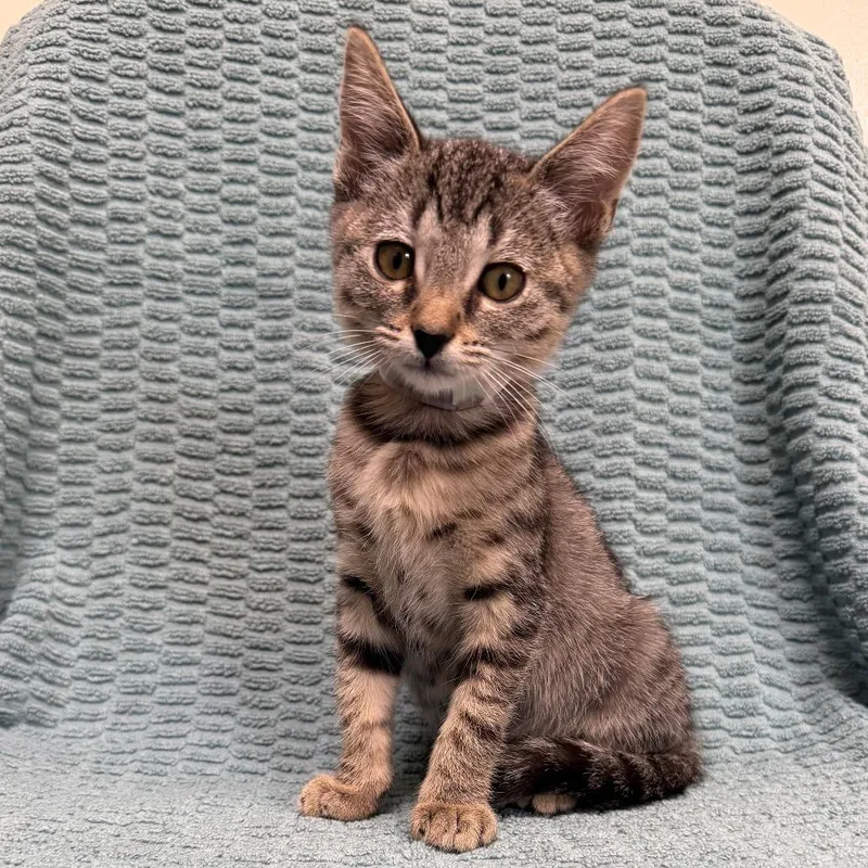 A baby small-sized female Brown / Chocolate Domestic Short Hair cat named Jeckle for adoption in Long Beach, CA