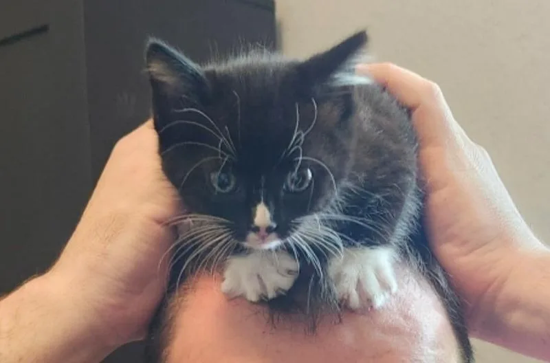 A baby medium-sized female Domestic Short Hair cat named Dipping Dots for adoption in San Antonio, TX