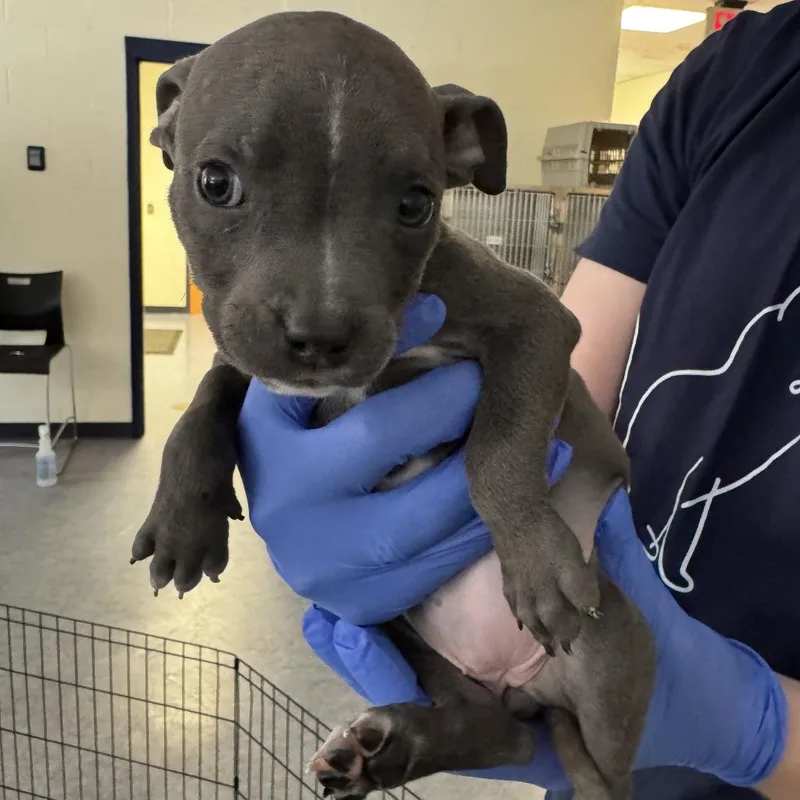 A baby small-sized female Gray / Blue / Silver Pit Bull Terrier dog named Ghouly for adoption in Charlottesville, VA