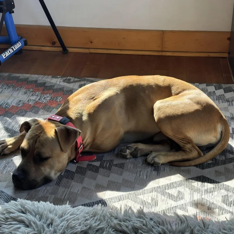 A young large-sized male American Staffordshire Terrier dog named Buddha for adoption in Baker City, OR
