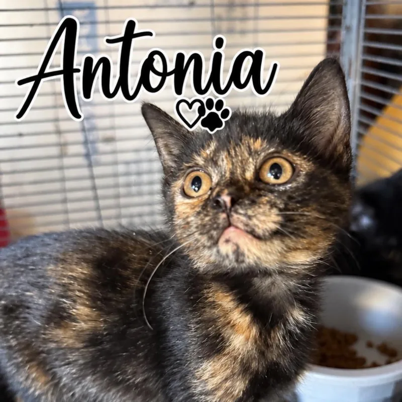 A baby small-sized female Tortoiseshell Domestic Medium Hair cat named Antonia for adoption in Lancaster, OH