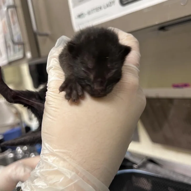 A baby small-sized male Black Domestic Long Hair cat named Cherries for adoption in Asheville, NC