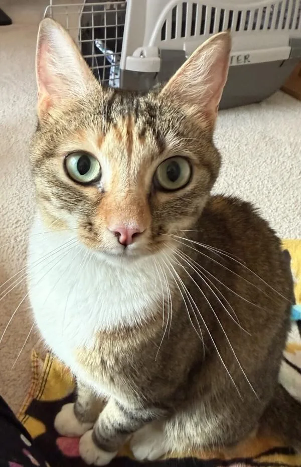 An adult medium-sized female Domestic Short Hair cat named Gigi for adoption in Oceanside, CA