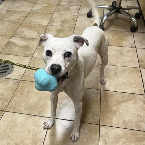 An adult medium-sized male Mixed Breed dog named Martini for adoption in Troutdale, OR