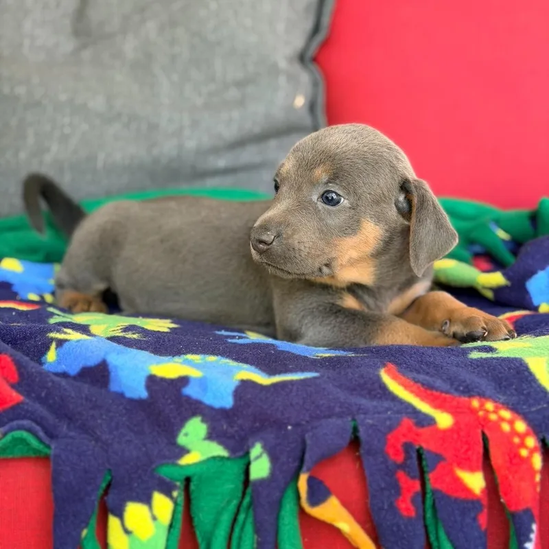 A baby small-sized female Gray / Blue / Silver Mixed Breed dog named Gracie Lou for adoption in Branson, MO