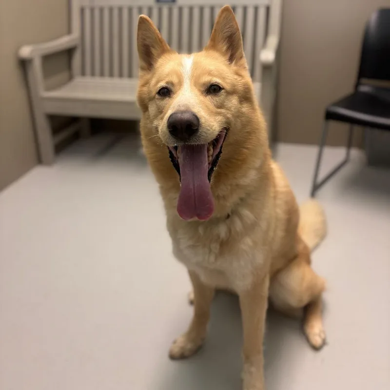 An adult large-sized male Golden Husky dog named Tank for adoption in Milan, IL