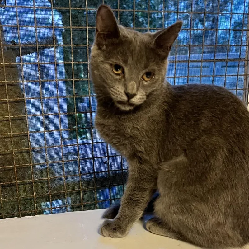 A baby small-sized female Gray / Blue / Silver Domestic Medium Hair cat named Ladybug for adoption in Volcano, HI