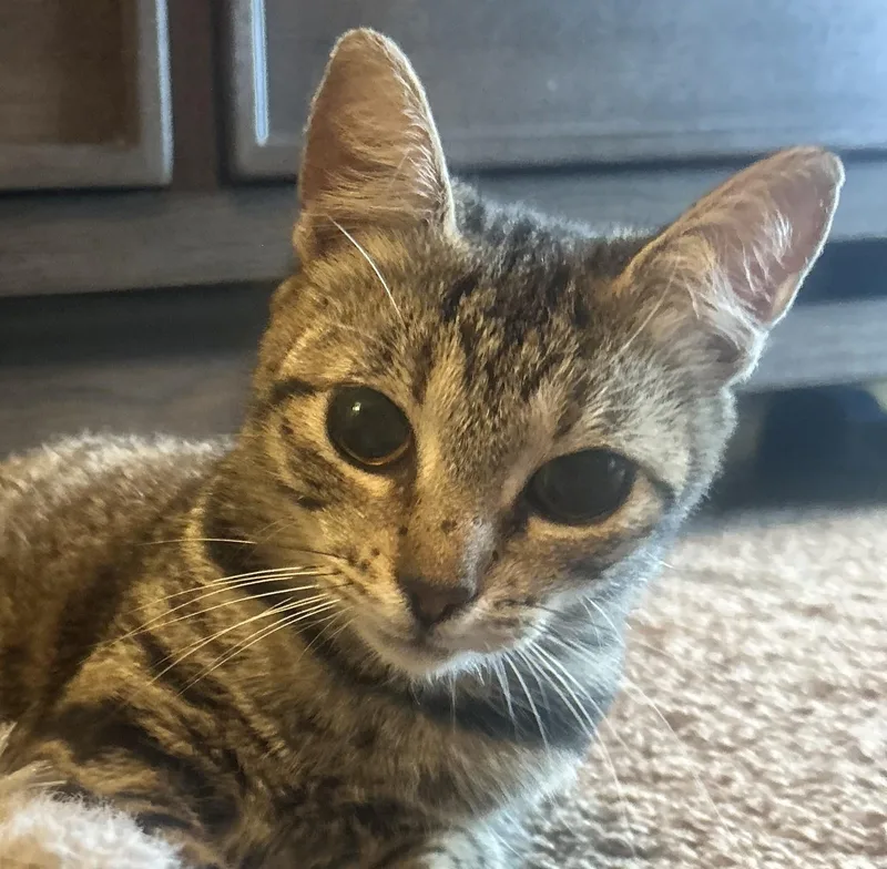 A baby small-sized female Tabby (Buff / Tan / Fawn) Domestic Short Hair cat named Keller for adoption in Liverpool, TX