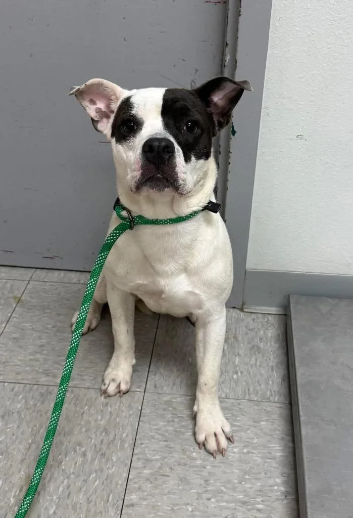 A young medium-sized female Pit Bull Terrier dog named Minnesota for adoption in Sorrento, LA
