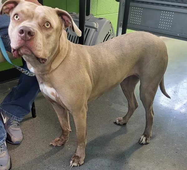 An adult large-sized female Boxer dog named Pen  Hera for adoption in Lawrenceville, GA