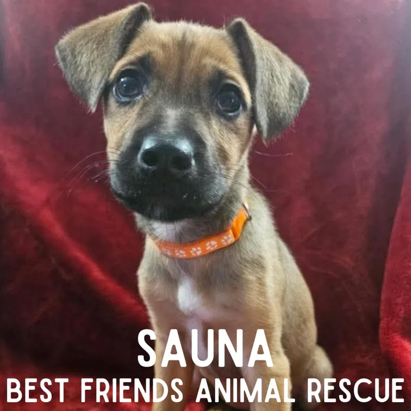 A baby medium-sized female Brown / Chocolate Mixed Breed dog named Sauna for adoption in Wasilla, AK