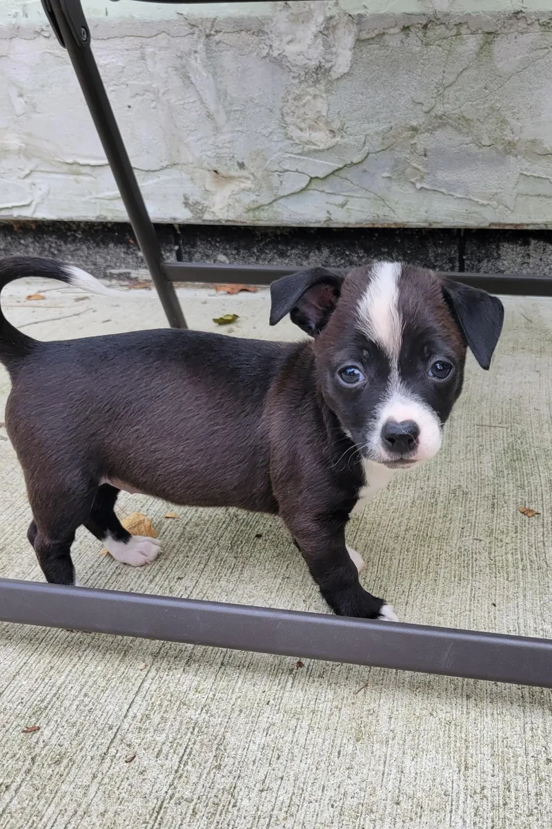 A baby small-sized female Terrier dog named Ruby for adoption in Lewis Center, OH