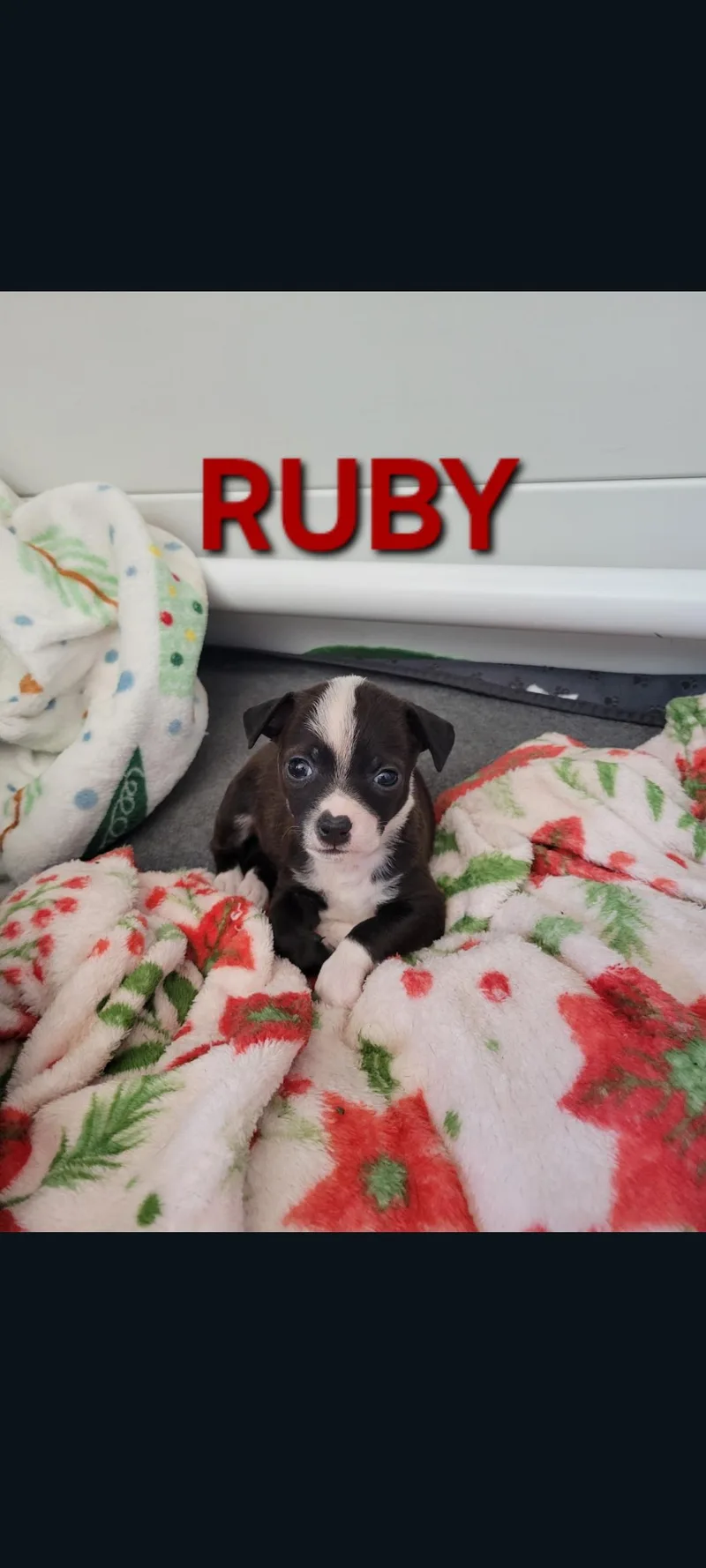 Ruby thumbnail 2