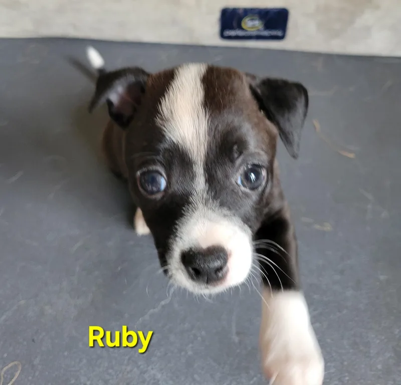 Ruby thumbnail 5