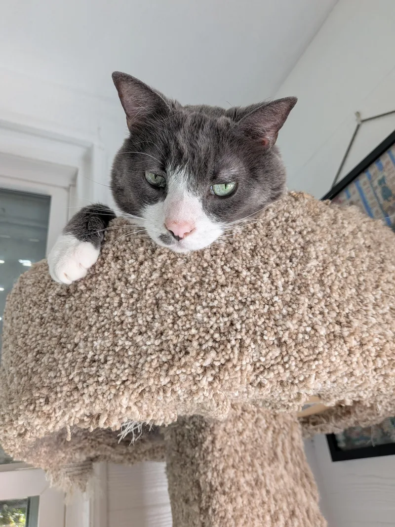 Cookie thumbnail 2