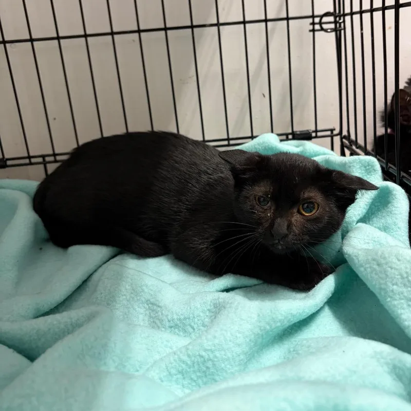 A baby small-sized female Black Domestic Short Hair cat named Ella for adoption in West Point, MS