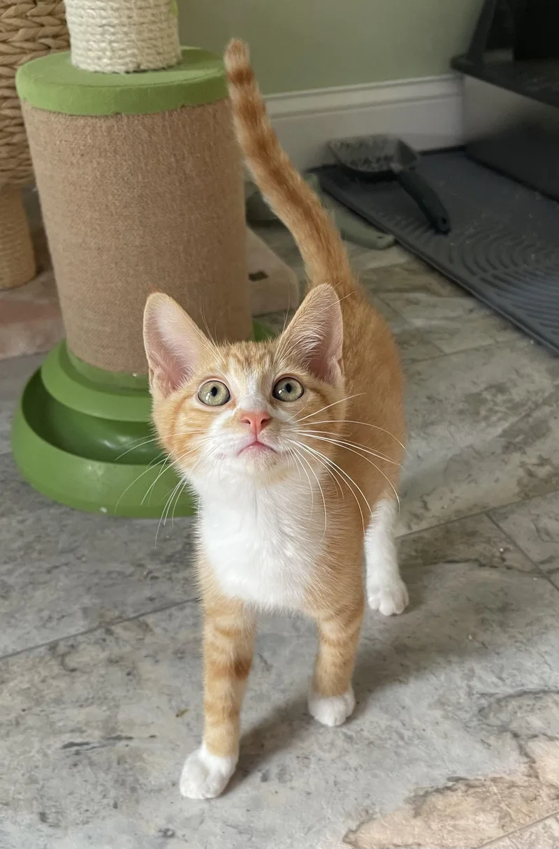 A baby medium-sized male Orange & White Tabby cat named Satay for adoption in Richmond, VA