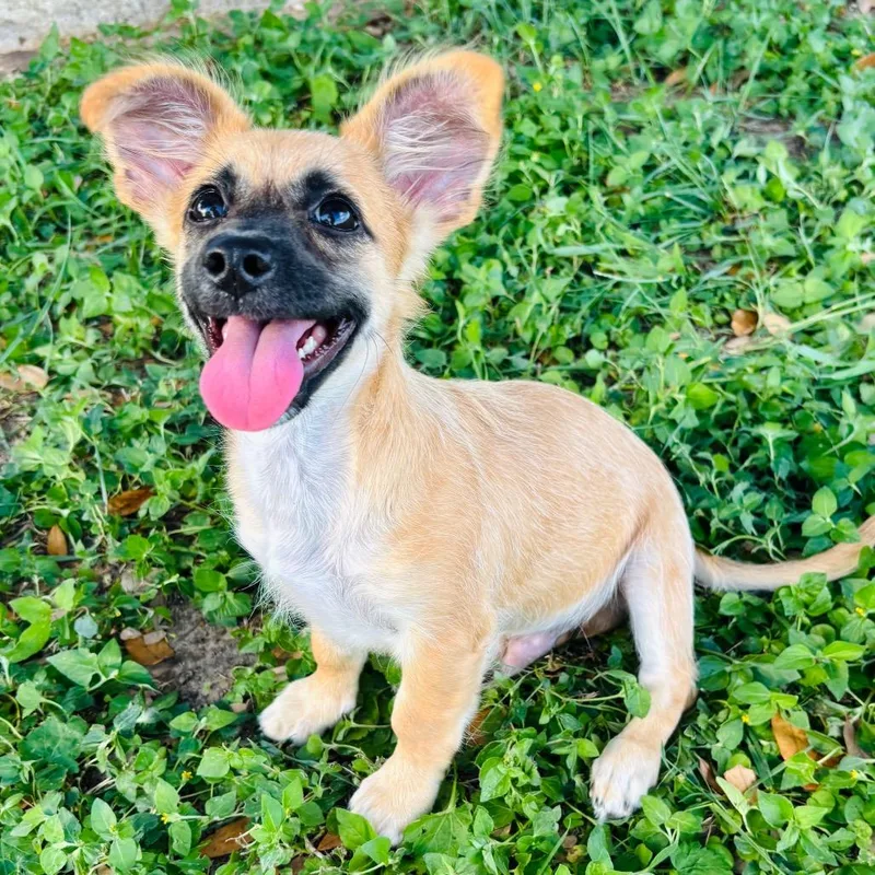 A baby small-sized male Yellow / Tan / Blond / Fawn Chihuahua dog named Gerard for adoption in Bastrop, TX