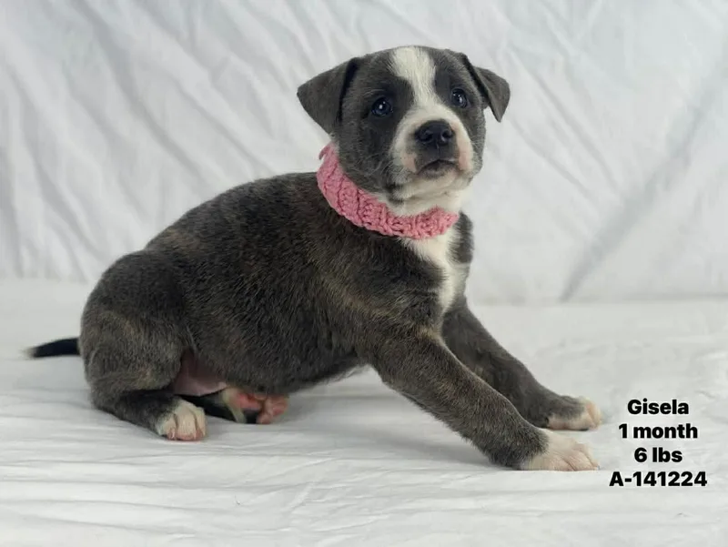 Gisela The Bully Mix