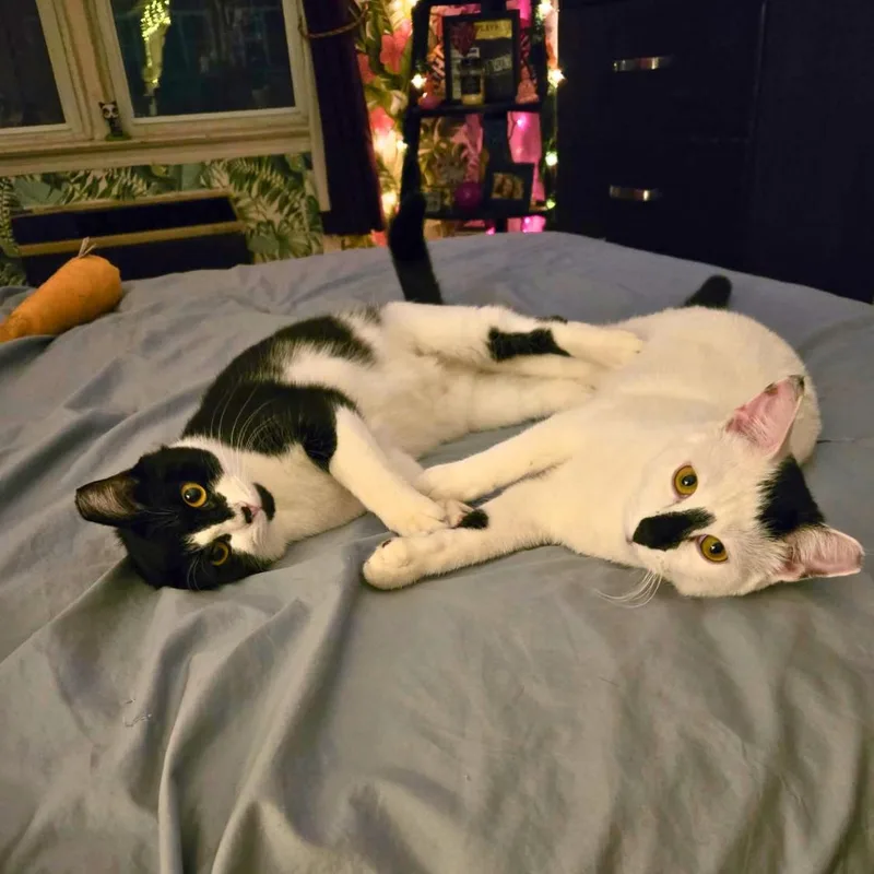 A young medium-sized female Black & White / Tuxedo Domestic Short Hair cat named Daisy & Lily  for adoption in Forest Hills, NY