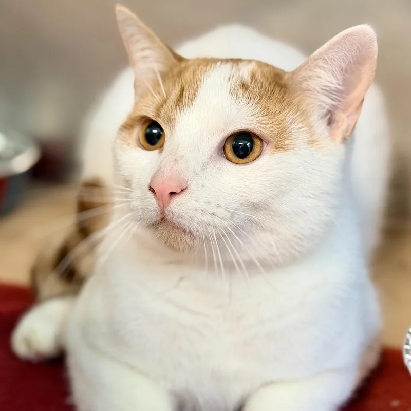 A young medium-sized male Orange & White Domestic Short Hair cat named Kordell for adoption in Jackson, NJ