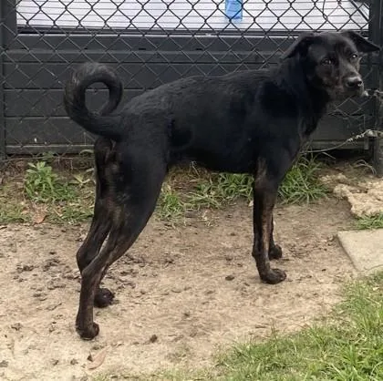 A young small-sized female Retriever dog named Midnight for adoption in Conway, SC