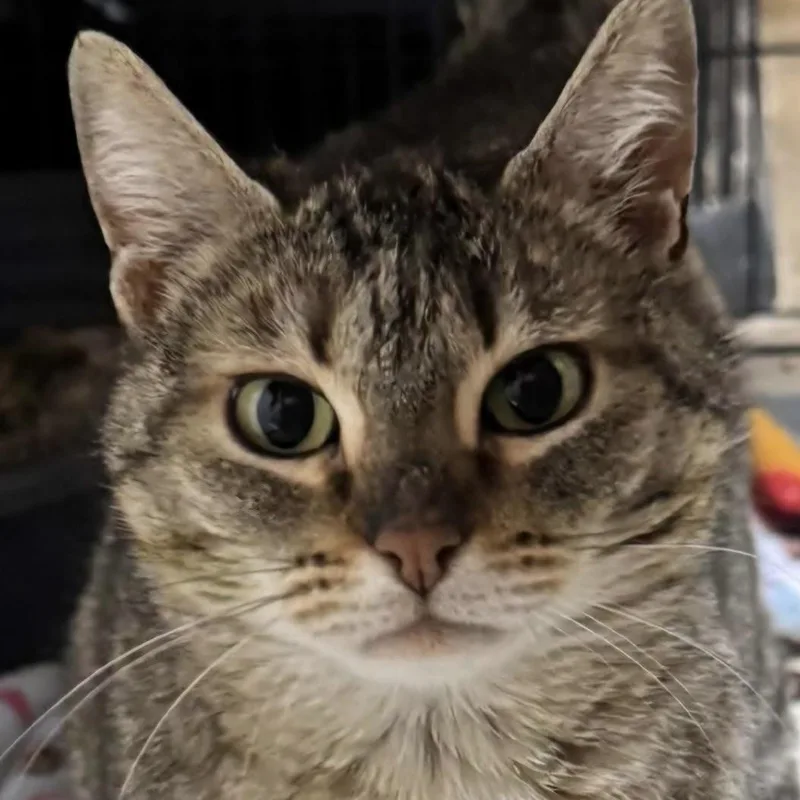 An adult medium-sized female Tabby (Brown / Chocolate) Domestic Short Hair cat named Sheena for adoption in Renton , WA