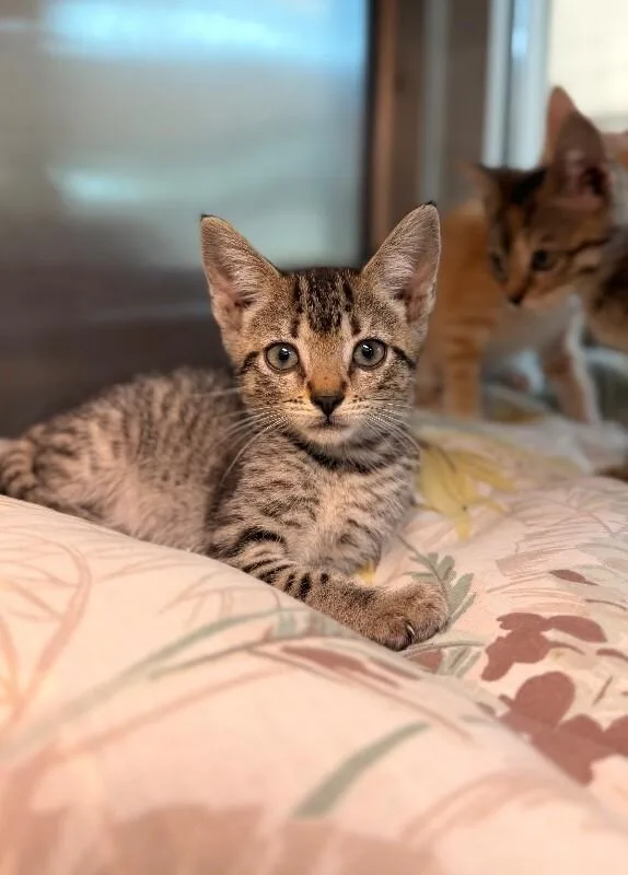 A young medium-sized male Tabby (Brown / Chocolate) Domestic Short Hair cat named Churro for adoption in Disputanta, VA