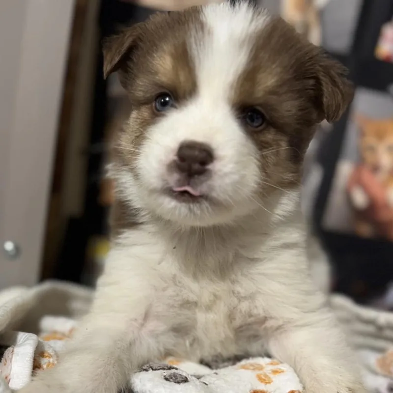 A baby small-sized male Brown / Chocolate Mixed Breed dog named Levothyroxine for adoption in Buffalo, MN