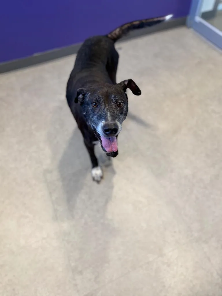 A senior large-sized female Mixed Breed dog named Ellie for adoption in Bossier City, LA