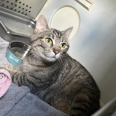 An adult medium-sized female Brown / Chocolate Domestic Short Hair cat named Odella for adoption in Indianapolis, IN