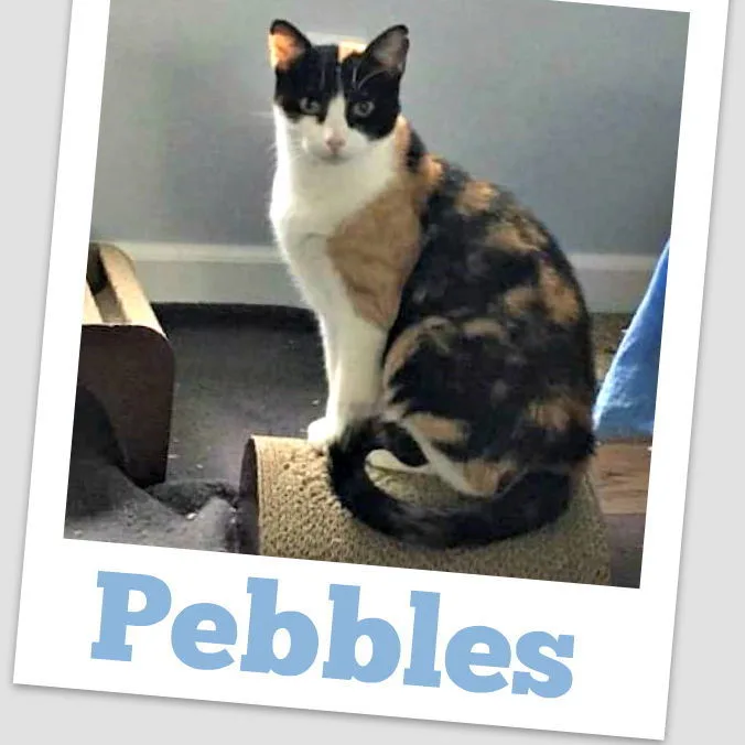 An adult medium-sized female Domestic Short Hair cat named Pebbles for adoption in Concord, CA