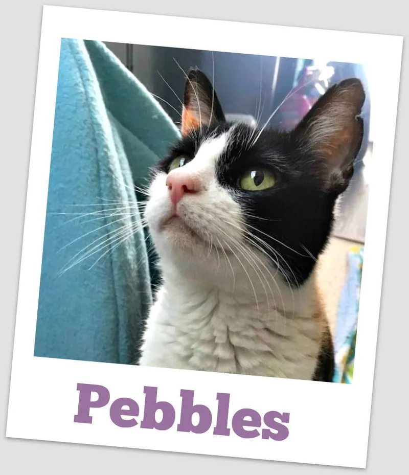 Pebbles thumbnail 2
