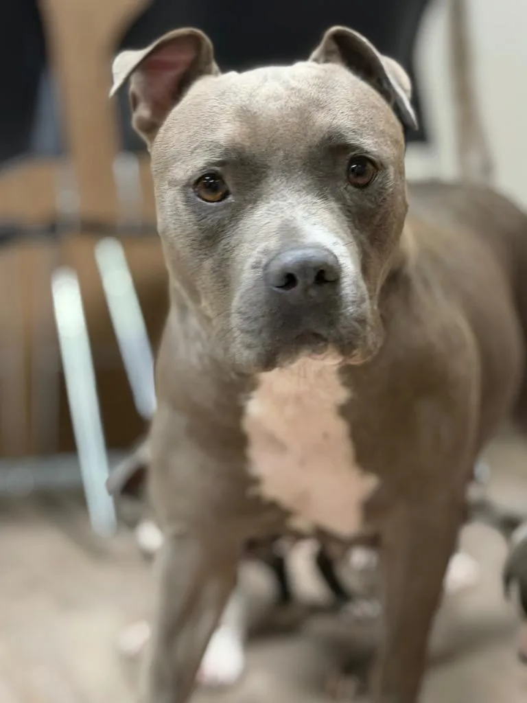 A young medium-sized female Mixed Breed dog named Aurora for adoption in Muskegon, MI