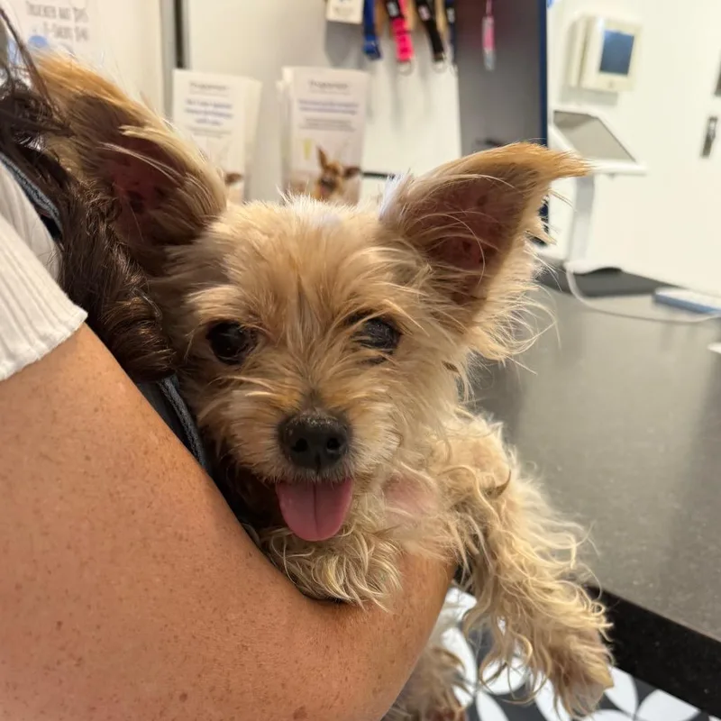 A senior small-sized male Yorkshire Terrier dog named Chocho for adoption in Mission Hills, CA