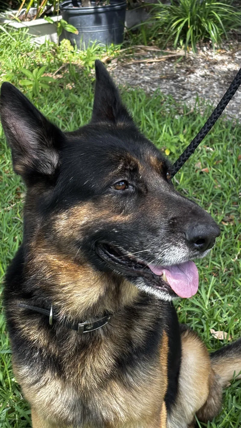 An adult large-sized male Bicolor German Shepherd Dog dog named Boone for adoption in Delray Beach, FL
