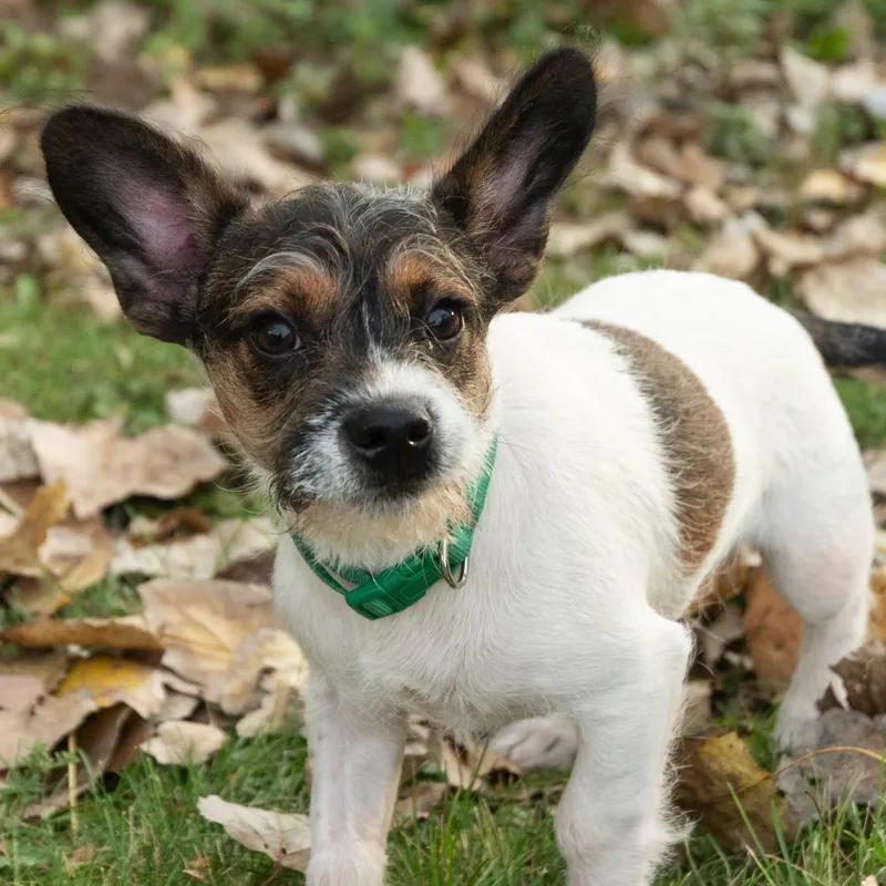 A baby small-sized male Terrier dog named Ditka for adoption in Palatine, IL