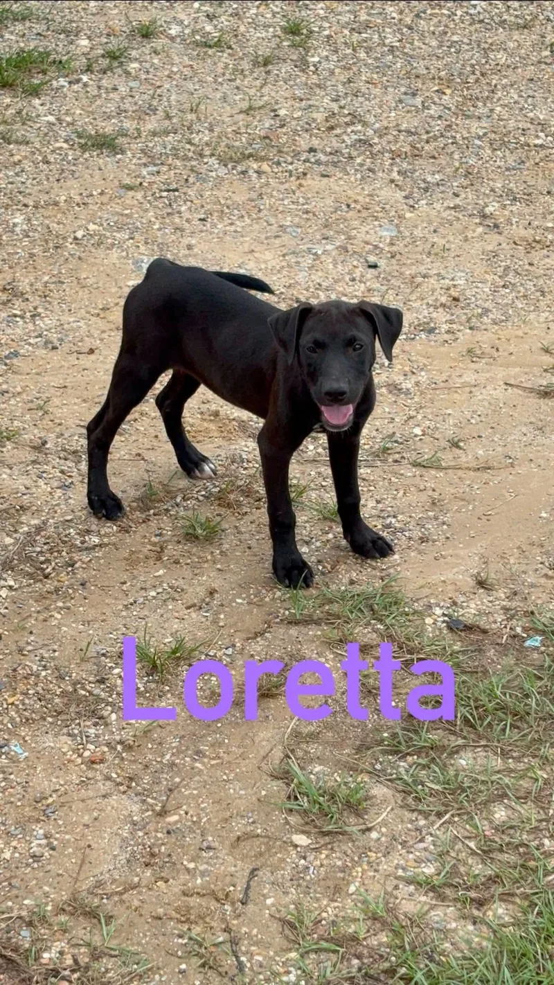 A young large-sized female Black Labrador Retriever dog named Loretta for adoption in Semmes, AL