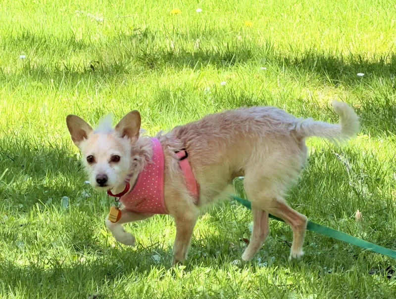 A young small-sized female Terrier dog named Rosa for adoption in Portland, OR