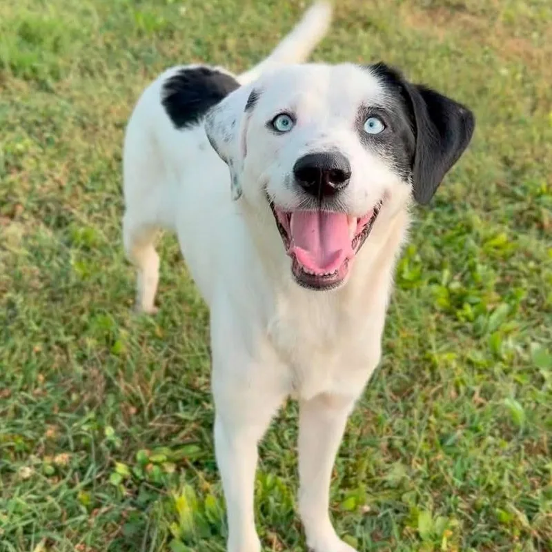 An adult medium-sized female White / Cream Mixed Breed dog named Toochi for adoption in Washington Township, OH