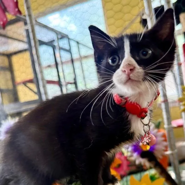 A baby small-sized female Black Domestic Short Hair cat named Drizzle for adoption in San Antonio, TX