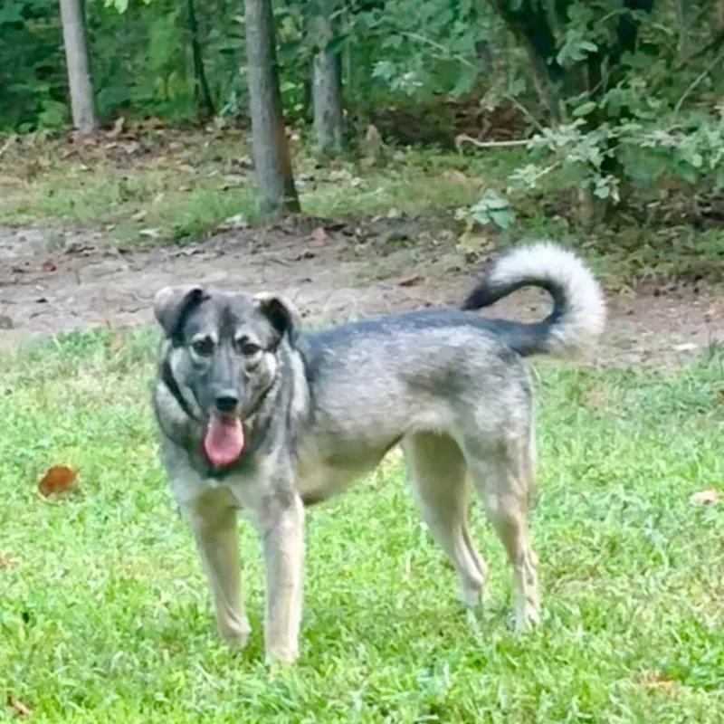 An adult medium-sized female Shepherd dog named Gracie for adoption in Raleigh, NC