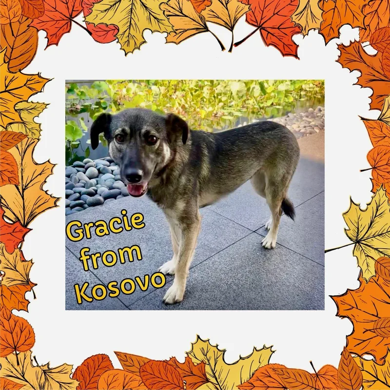 Gracie thumbnail 4