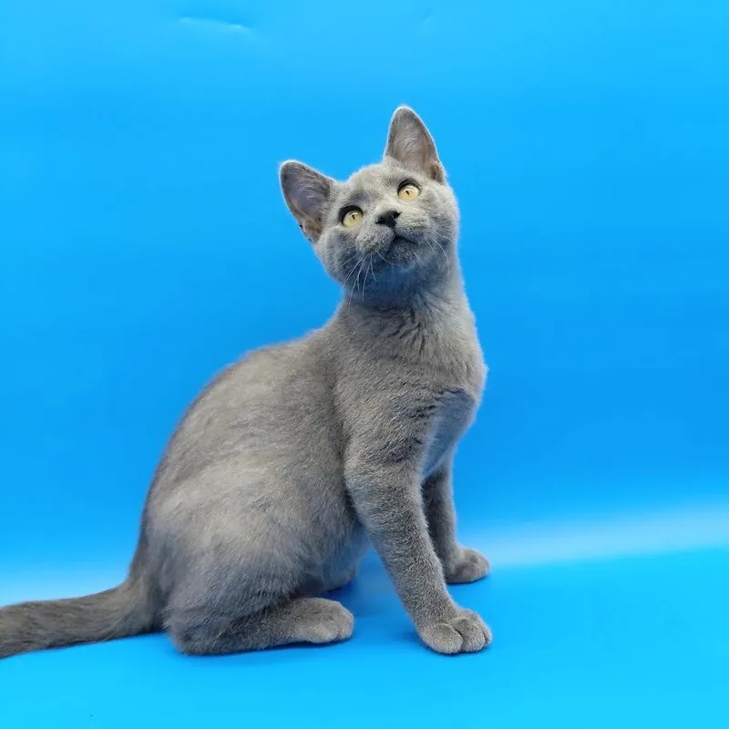 A baby medium-sized male Domestic Short Hair cat named Honeycrisp for adoption in Springfield, MO