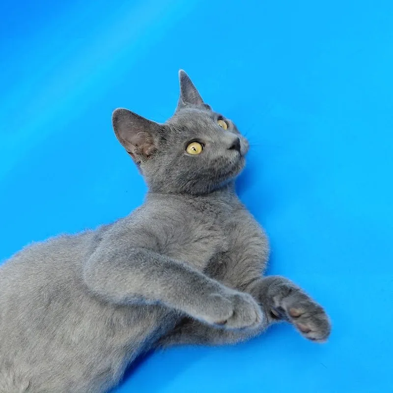 Honeycrisp thumbnail 4