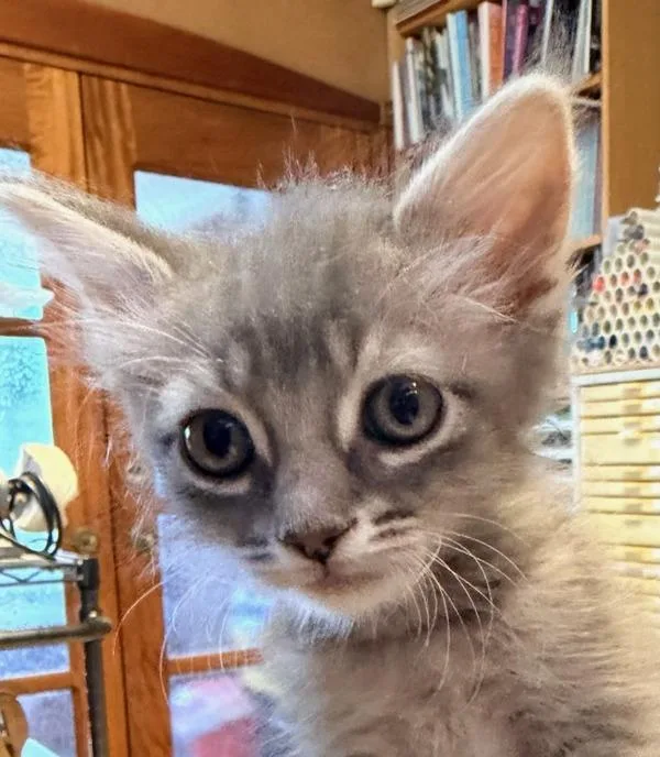 A baby small-sized female Domestic Short Hair cat named Becca for adoption in San Diego, CA
