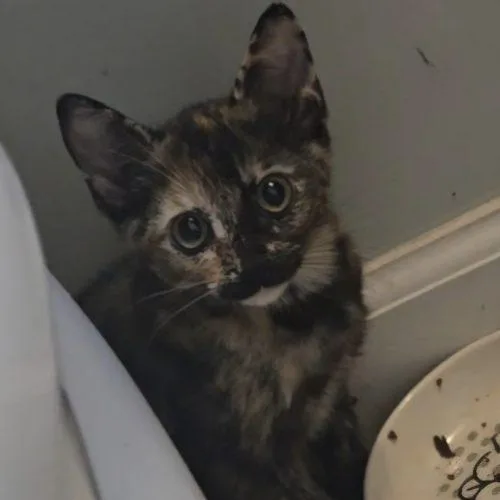 A baby small-sized female Tortoiseshell cat named Yzma for adoption in Knoxville, TN