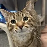 An adult medium-sized male Tabby (Brown / Chocolate) Domestic Short Hair cat named Temple for adoption in Lansing, MI