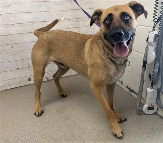 An adult large-sized male Belgian Shepherd / Malinois dog named Hotchner for adoption in San Bernardino, CA